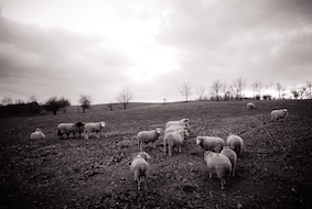 Jo-Anne McArthur - Farm Sanctuary