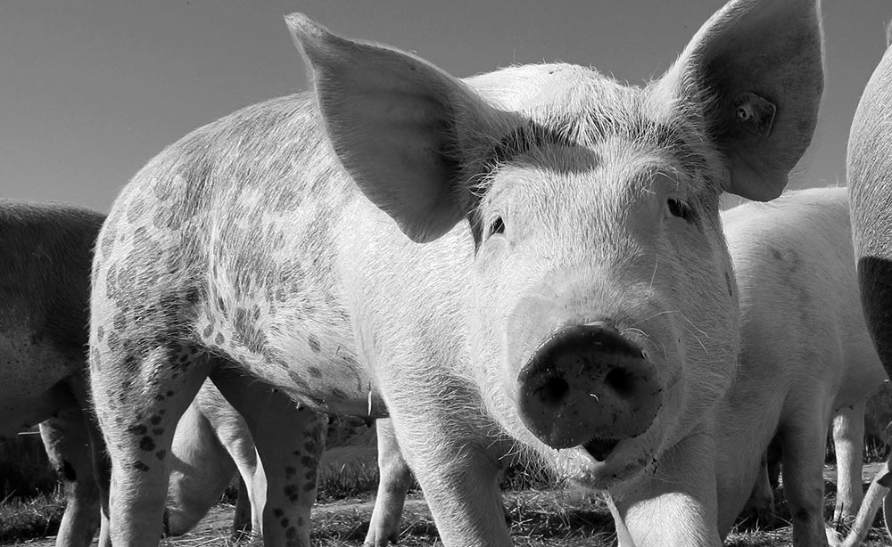 Le Paradoxe De La Viande Les Cahiers Antispécistes
