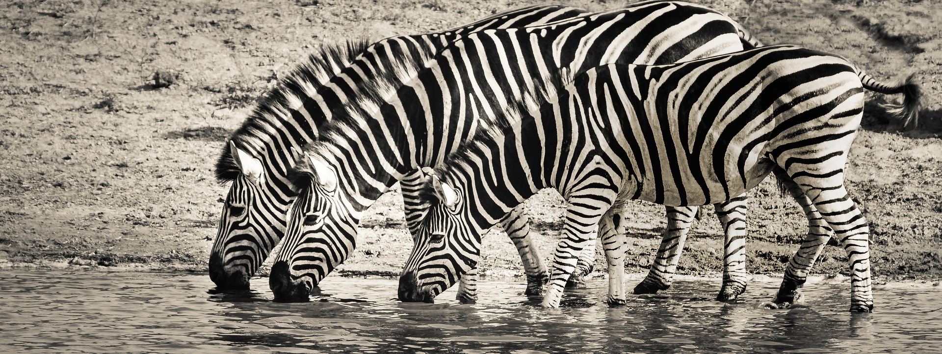 Limportance De La Souffrance Des Animaux Sauvages Les